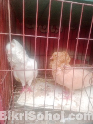 রানিং জেকোবিন কবুতর